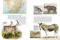 Preview: Entdecke Dodo, Beutelwolf & Co